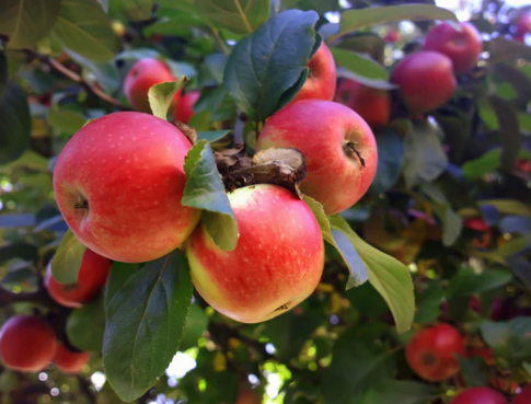 How to Plant and Grow Apple Trees