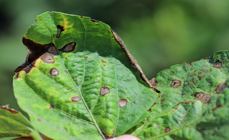 How to Diagnose and Treat Common Plant Diseases