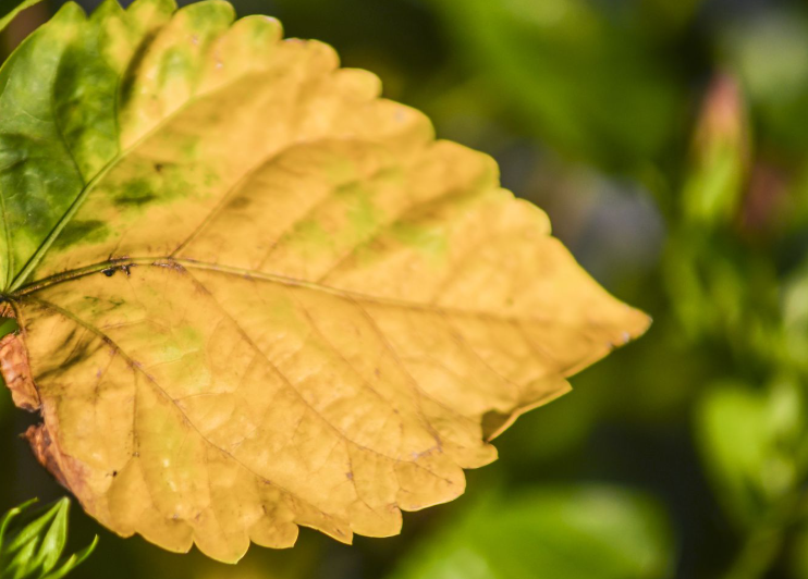 Solving the Mystery of Yellowing Leaves: Causes and Solutions