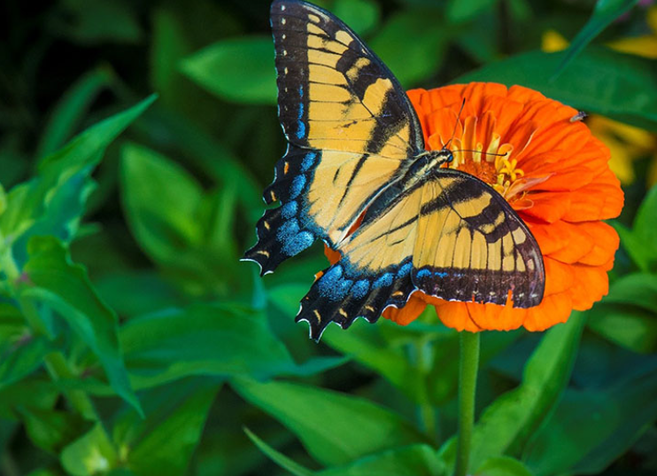 Tips for Attracting Birds and Pollinators