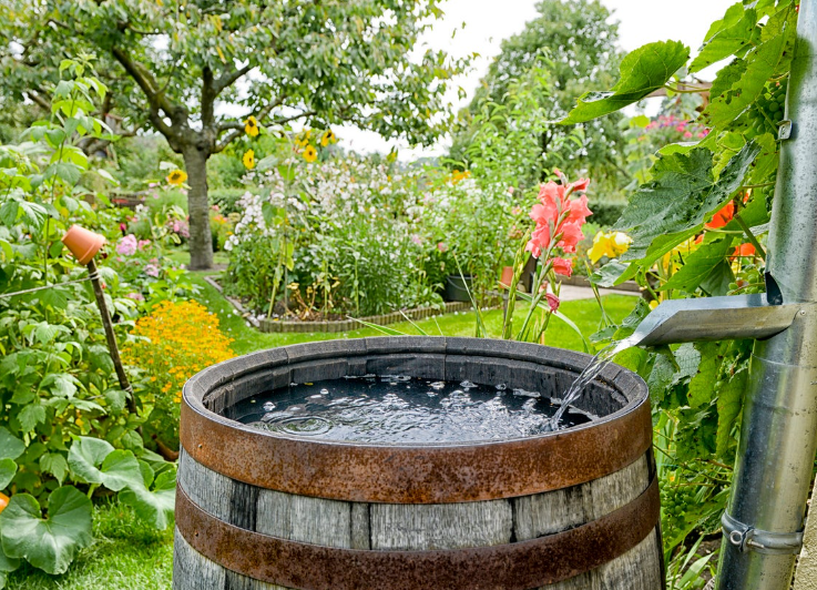 DIY Rain Barrel: Collecting and Reusing Rainwater for Your Garden