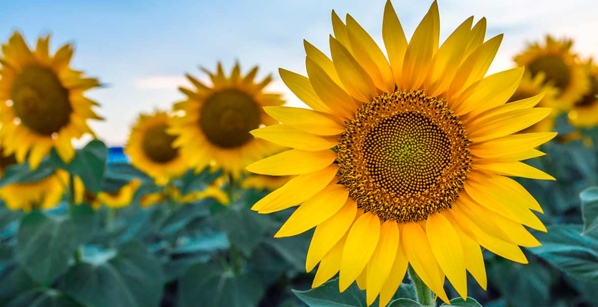 Planting and Cultivation of Sunflowers