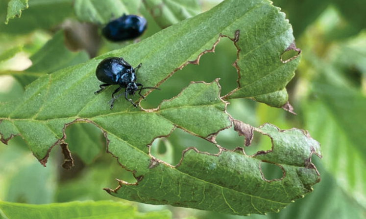 How to Deal with Pests in Your Garden Naturally