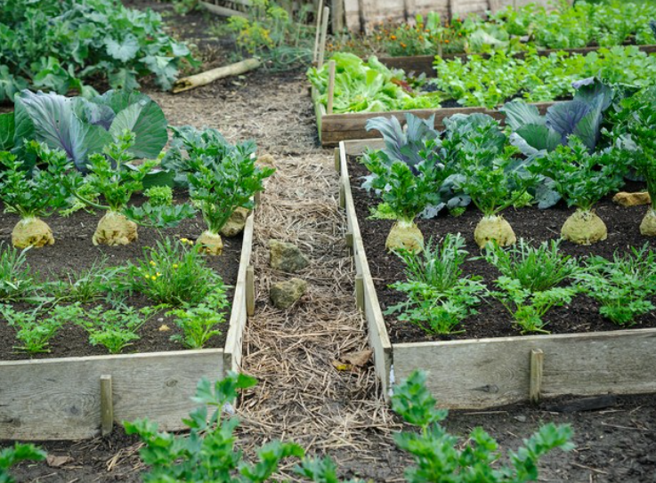 The Benefits of No-Dig Gardening for Sustainability