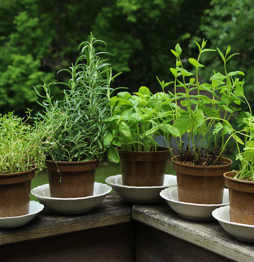 How to Grow and Cultivate Herbs in Containers and Beds