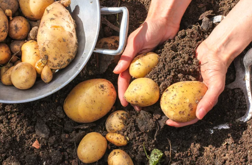 How to Plant and Grow Potatoes