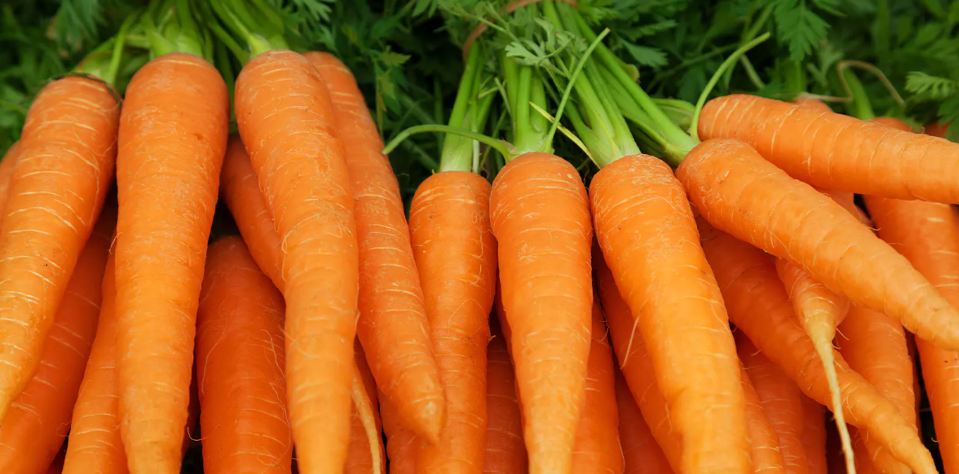 How to Plant and Grow Carrots