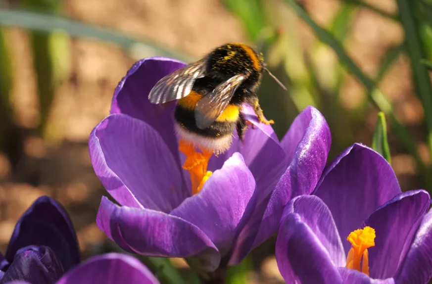 Pollinator-friendly and Reducing Chemical Use