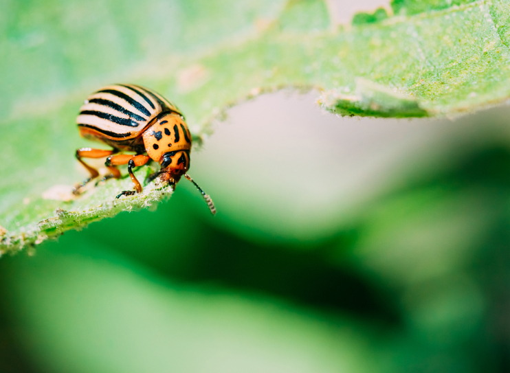 Eco-Friendly Pest Management: Sustainable Ways to Keep Your Garden Healthy